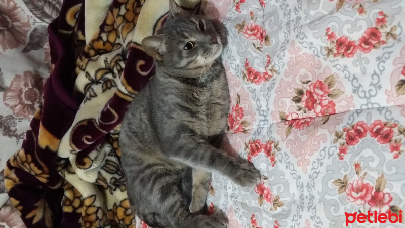 Mavi Rus, Kedi  Kesh :) fotoğrafı