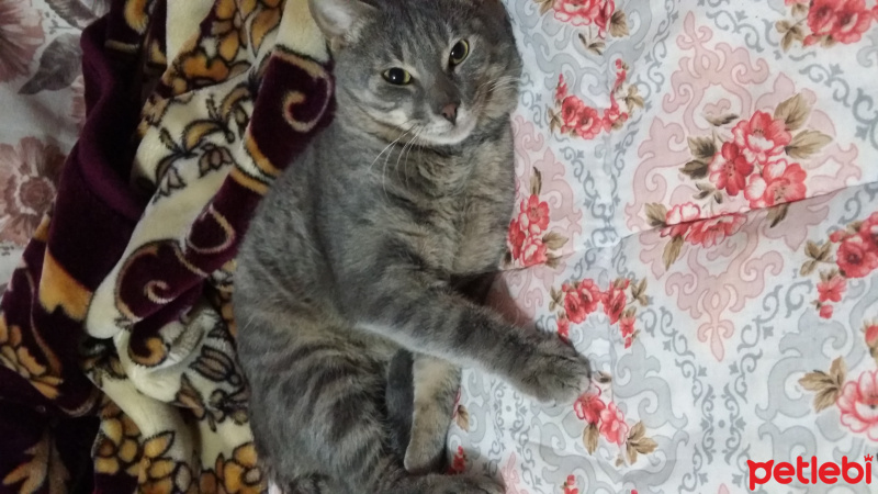 Mavi Rus, Kedi  Kesh :) fotoğrafı