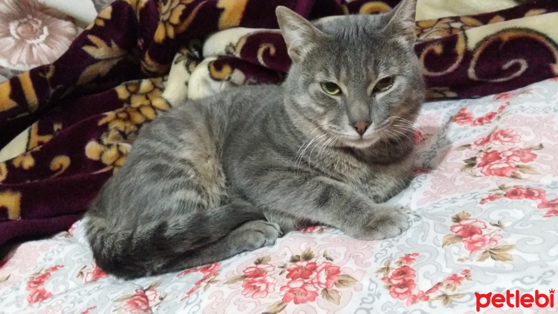 Mavi Rus, Kedi  Kesh :) fotoğrafı