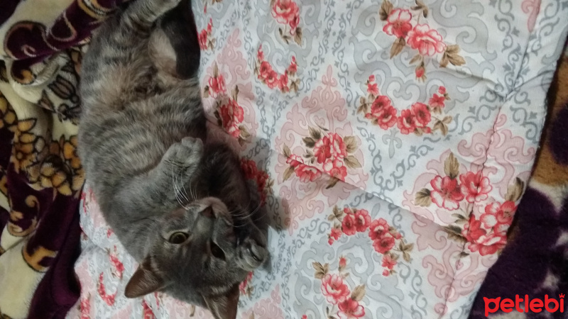 Mavi Rus, Kedi  Kesh :) fotoğrafı