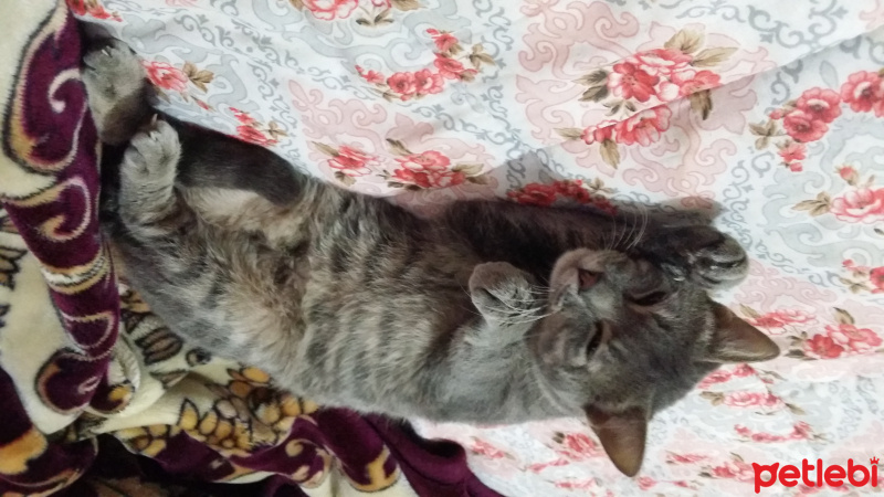 Mavi Rus, Kedi  Kesh :) fotoğrafı