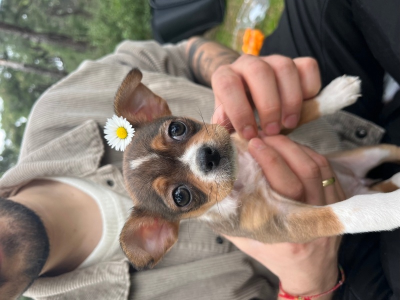 Chihuahua, Köpek  Daisy fotoğrafı