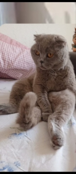 Scottish Fold, Kedi  Bihter fotoğrafı
