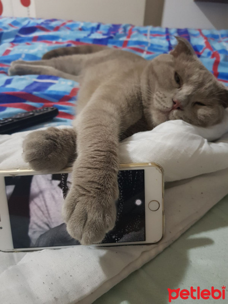 Scottish Fold, Kedi  Kurabiye fotoğrafı