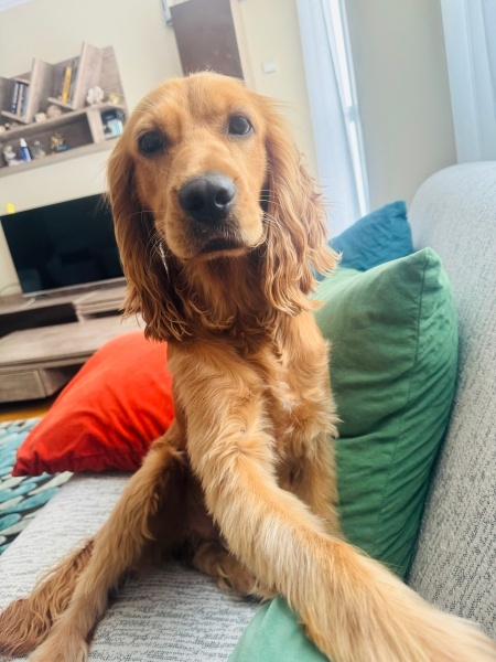 İngiliz Cocker Spaniel, Köpek  Alex fotoğrafı