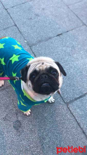 Pug, Köpek  Eva fotoğrafı