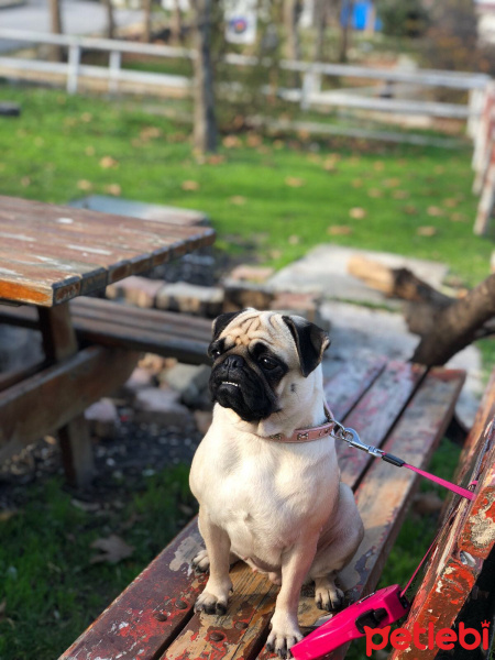 Pug, Köpek  Eva fotoğrafı
