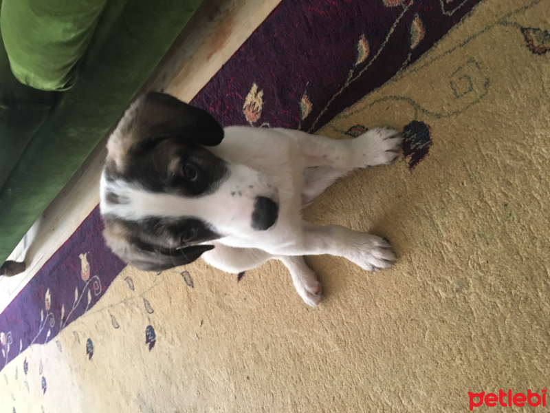 Sokö (Sokak Köpeği), Köpek  Herkül fotoğrafı