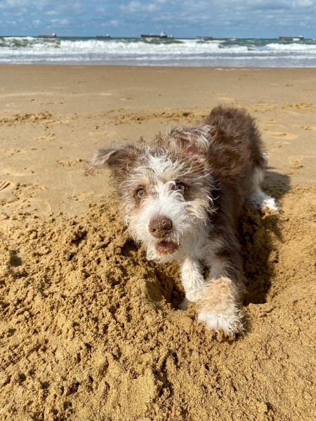 Jack Russell Terrier, Köpek  TEDDY fotoğrafı