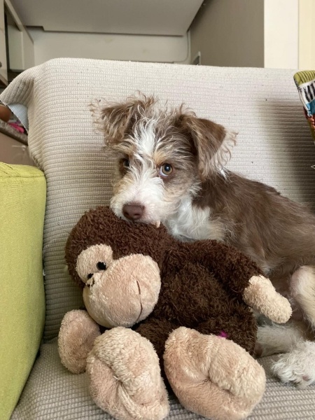 Jack Russell Terrier, Köpek  TEDDY fotoğrafı