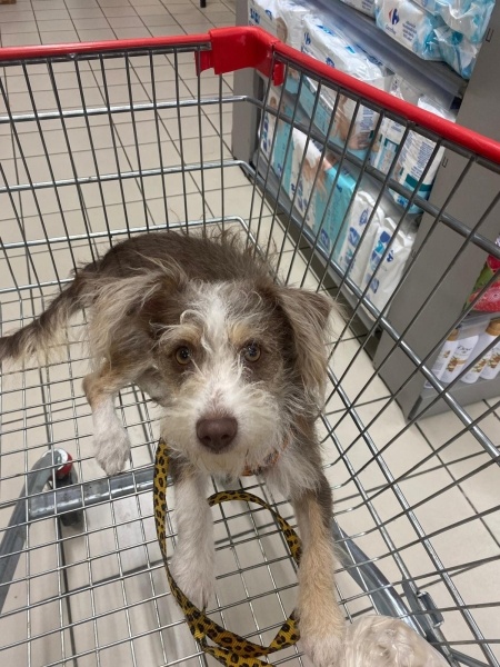 Jack Russell Terrier, Köpek  TEDDY fotoğrafı