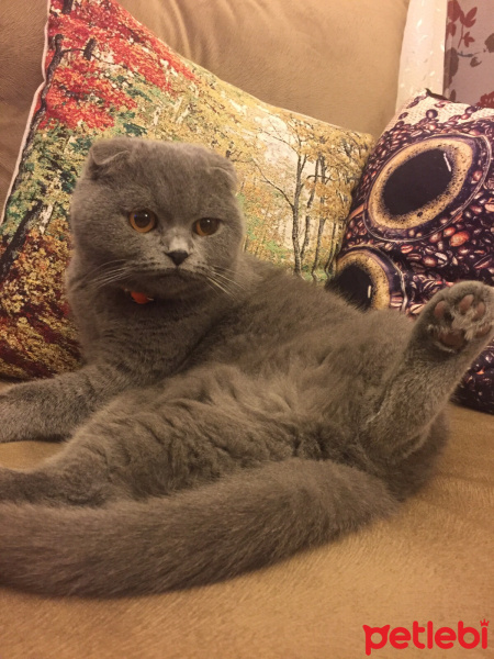 Scottish Fold, Kedi  Tombik fotoğrafı