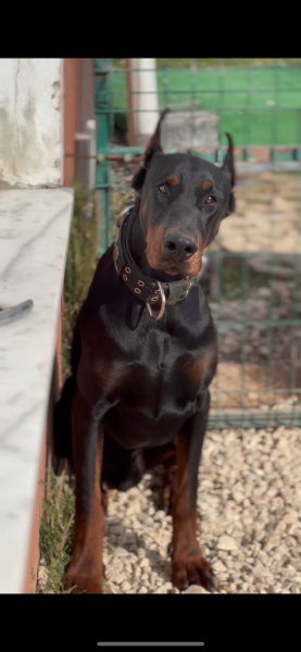 Doberman Pinscher, Köpek  Ares fotoğrafı
