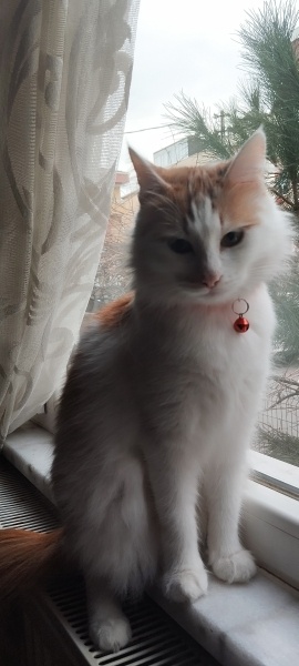 Sarman, Kedi  Seda fotoğrafı
