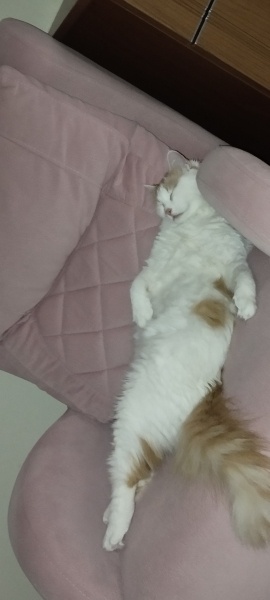 Sarman, Kedi  Seda fotoğrafı