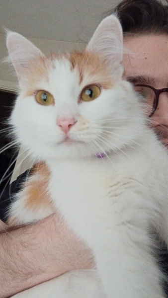 Sarman, Kedi  Seda fotoğrafı