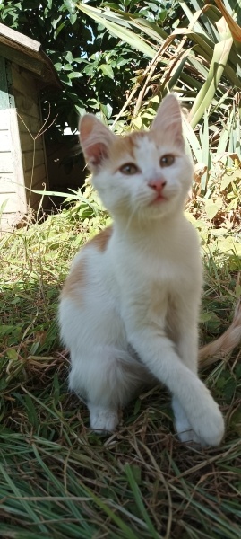 Sarman, Kedi  Seda fotoğrafı