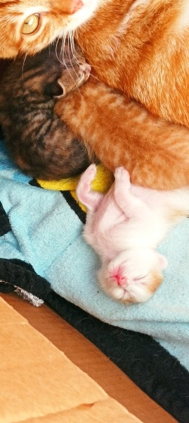 Sarman, Kedi  Seda fotoğrafı