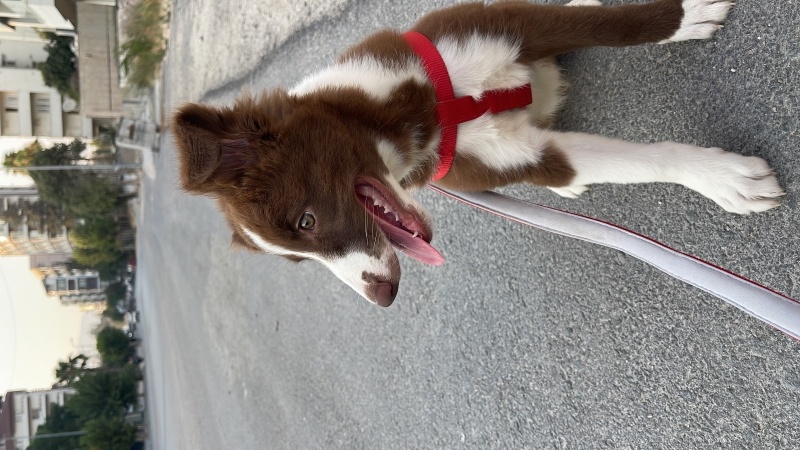Border Collie, Köpek  Eva fotoğrafı