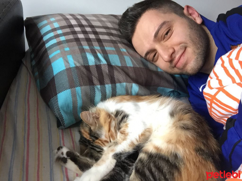 Tekir Kedi, Kedi  Şeftali fotoğrafı