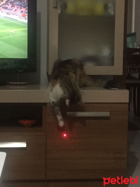 Tekir Kedi, Kedi  Şeftali fotoğrafı