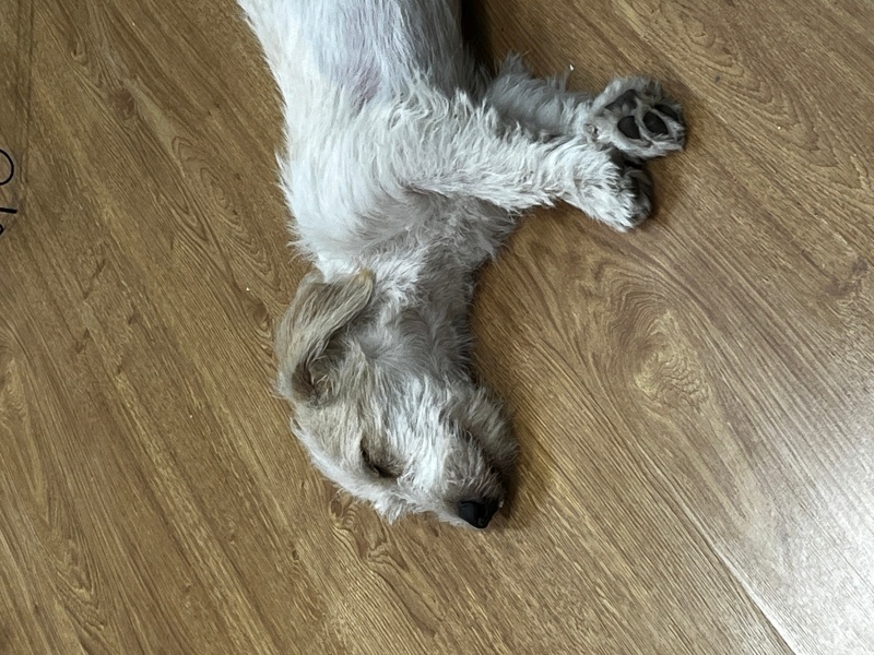 Jack Russell Terrier, Köpek  Latte fotoğrafı