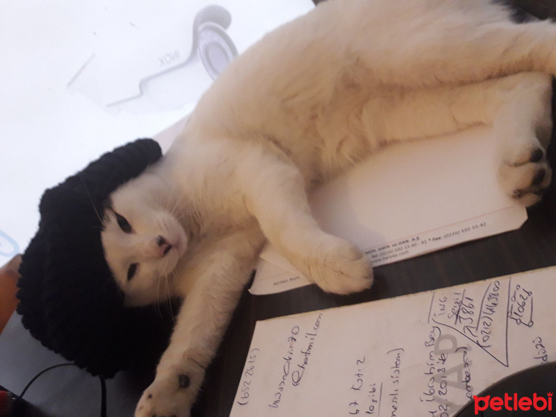 Tekir Kedi, Kedi  çitos fotoğrafı