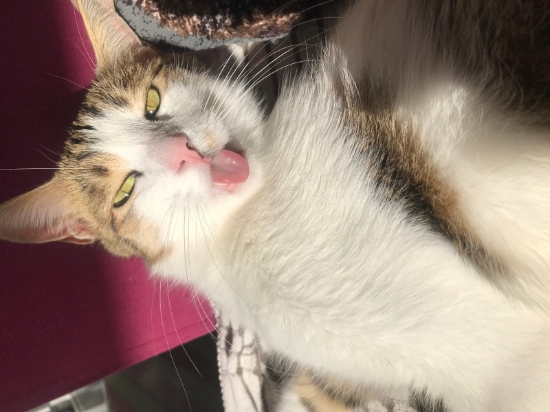 Tekir Kedi, Kedi  Odin fotoğrafı