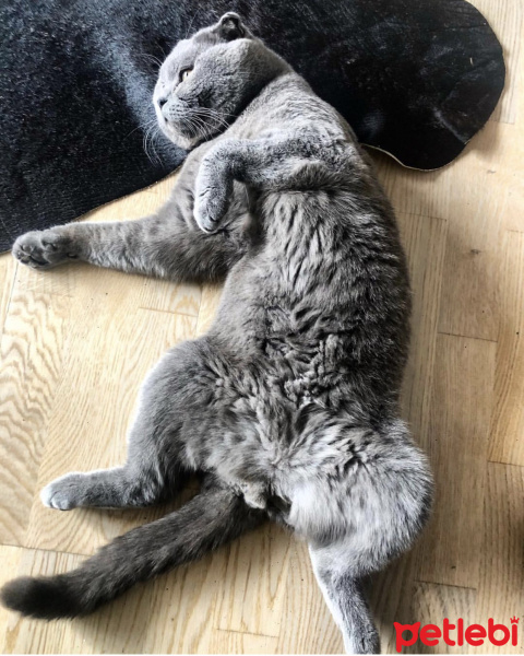 Scottish Fold, Kedi  Mocha fotoğrafı