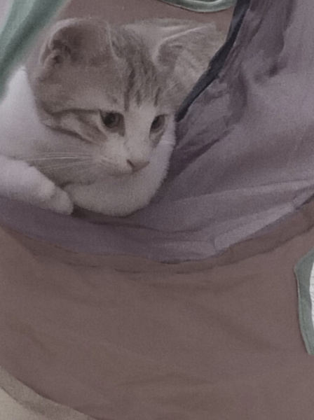 Tekir Kedi, Kedi  PAFİ fotoğrafı