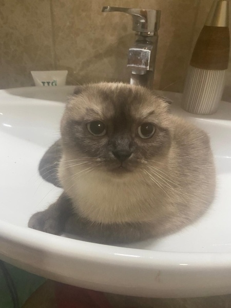 Scottish Fold, Kedi  Latte fotoğrafı