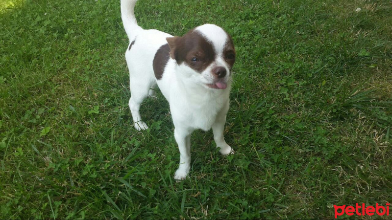 Chihuahua, Köpek  pupy fotoğrafı