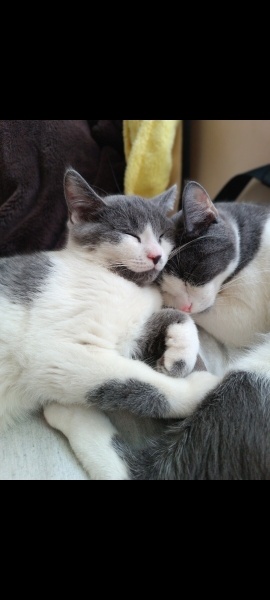 British Shorthair, Kedi  Tokyo ve rio fotoğrafı