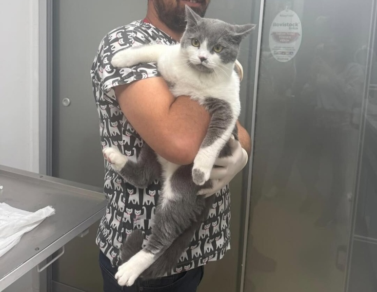 British Shorthair, Kedi  Tokyo ve rio fotoğrafı