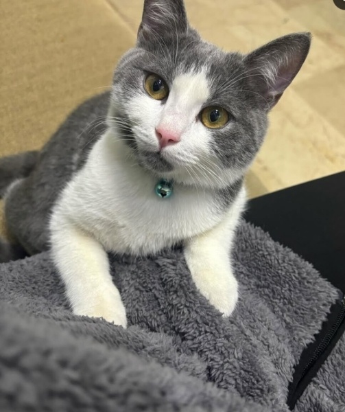 British Shorthair, Kedi  Tokyo ve rio fotoğrafı