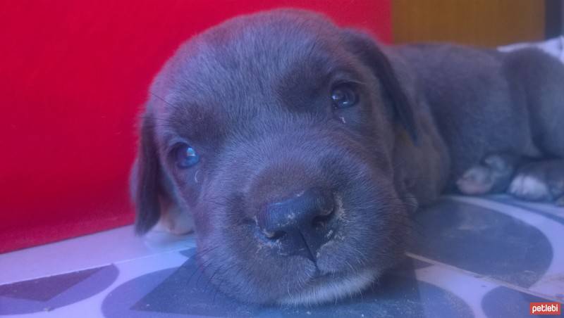 Cane Corso Italiano, Köpek  Hera fotoğrafı