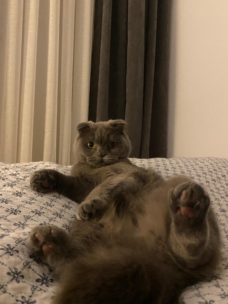 Scottish Fold, Kedi  şuga fotoğrafı