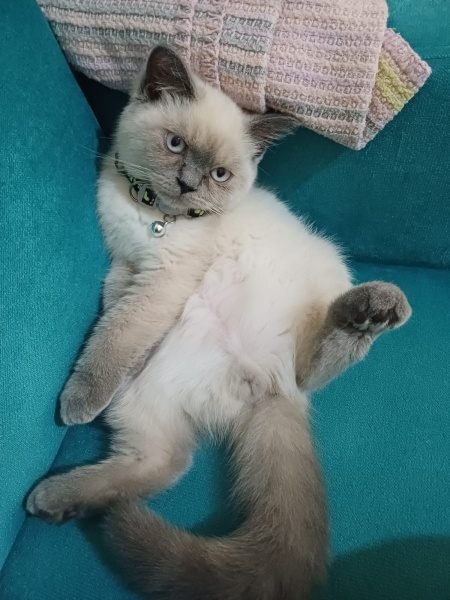 British Shorthair, Kedi  Chester fotoğrafı