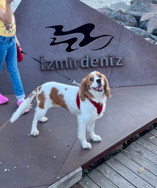 King Charles Spaniel, Köpek  Tarçın fotoğrafı