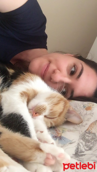 Soke, Kedi  Leblebi fotoğrafı