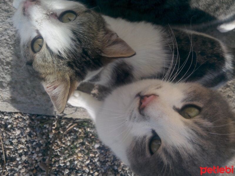 Tekir Kedi, Kedi  kardeşler fotoğrafı