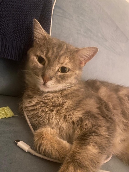 Tekir Kedi, Kedi  Şipidik fotoğrafı
