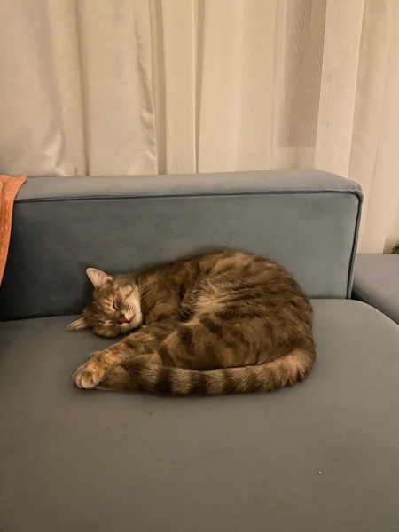 Tekir Kedi, Kedi  Şipidik fotoğrafı