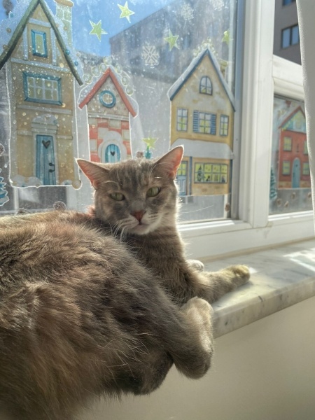 Tekir Kedi, Kedi  Şipidik fotoğrafı