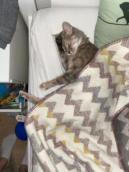 Tekir Kedi, Kedi  Şipidik fotoğrafı
