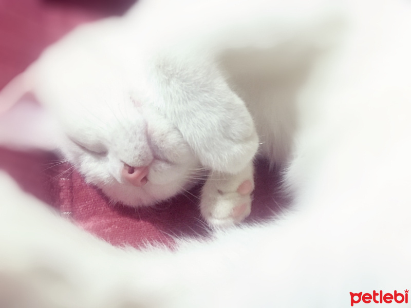 Soke, Kedi  Köpük fotoğrafı