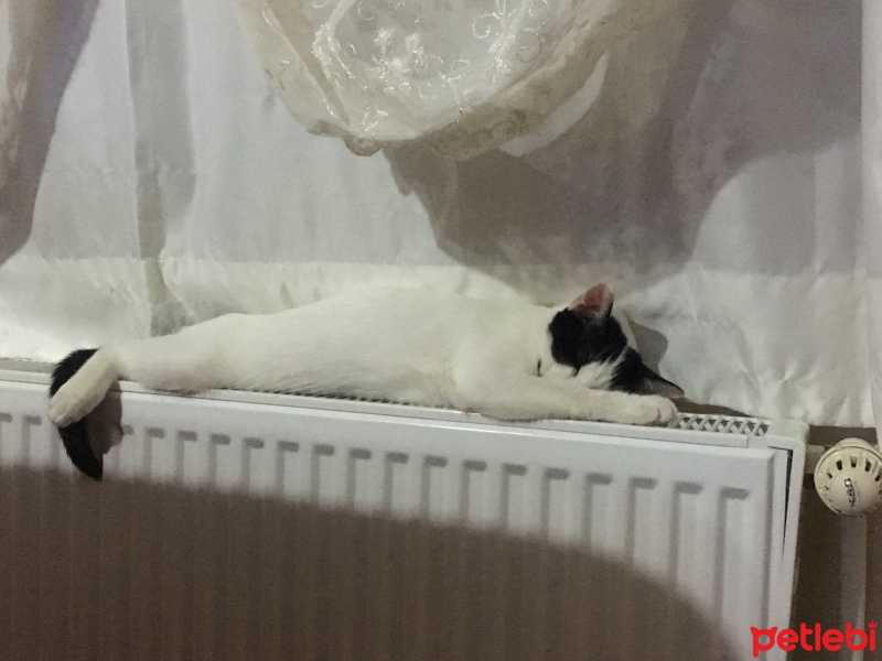 Soke, Kedi  Zeytin fotoğrafı