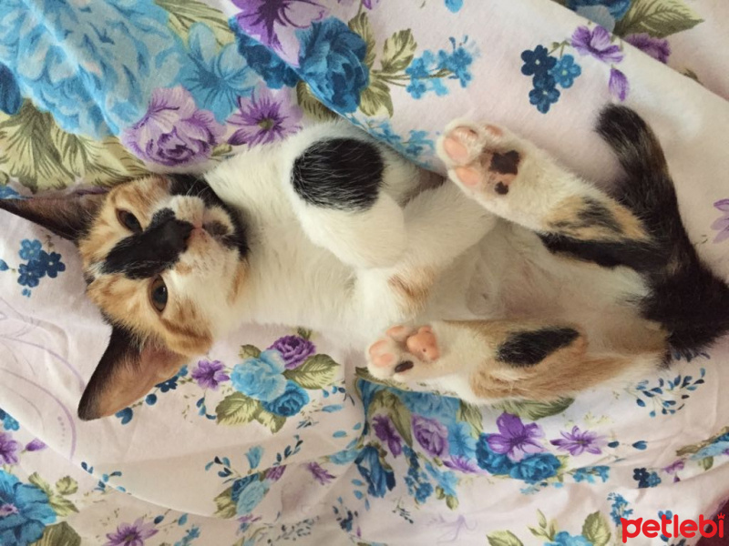 Soke, Kedi  Badem fotoğrafı
