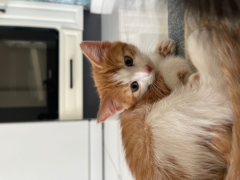 Tekir Kedi, Kedi  MİNİK YAVRU SARIM fotoğrafı