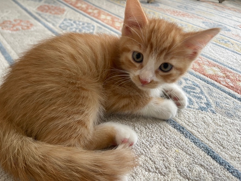 Tekir Kedi, Kedi  MİNİK YAVRU YAKIŞIKLI fotoğrafı